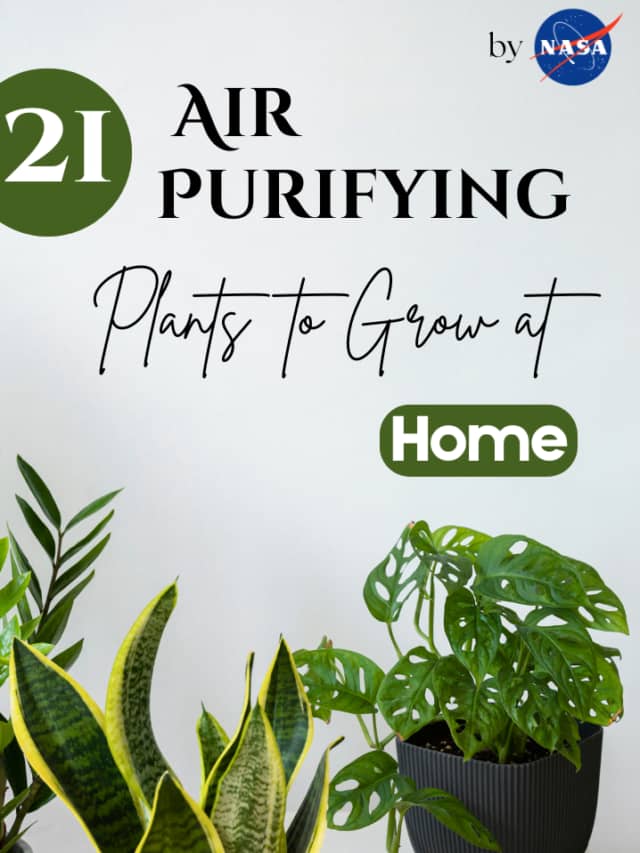 21 Air Purifying Plants to Grow at Home